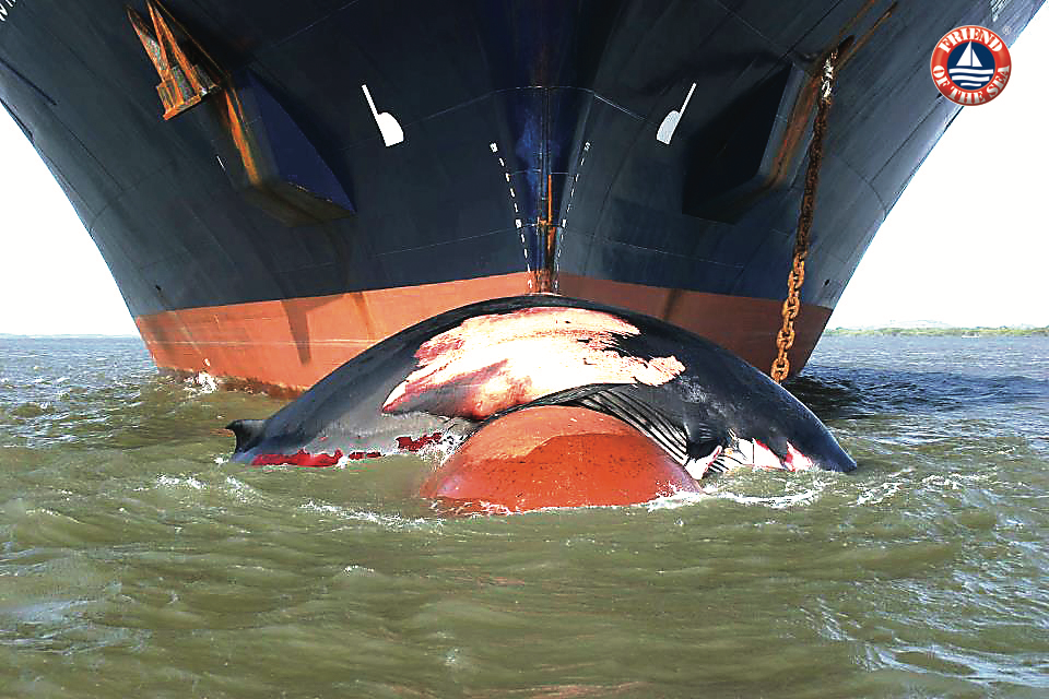 20000 Whales Die From Naval Accidents Each Year Nautica News