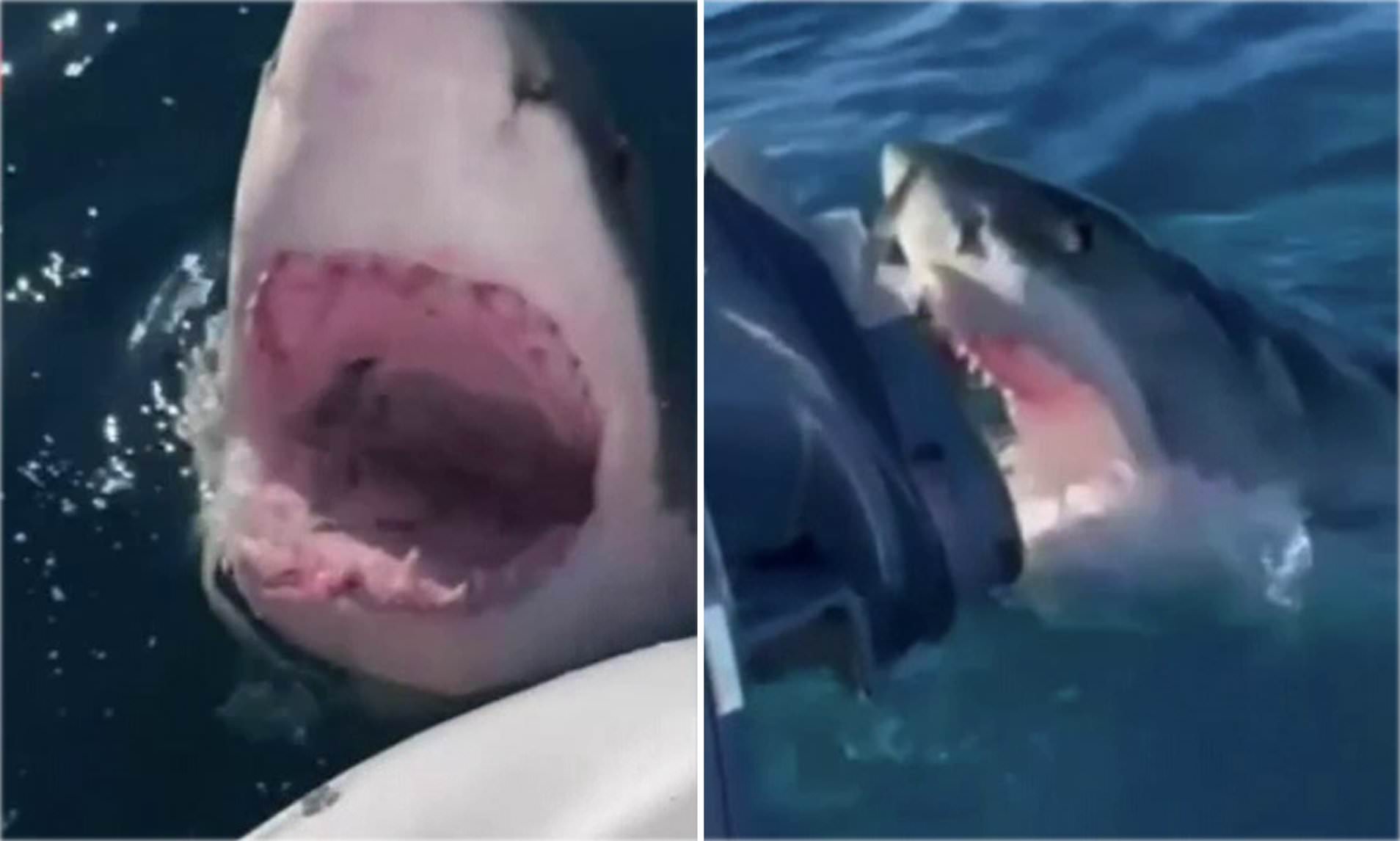 real shark attack videos
